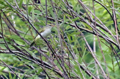 センダイムシクイ？