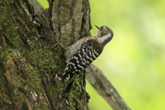 カワセミの留守の間にﾊﾟﾁﾘ