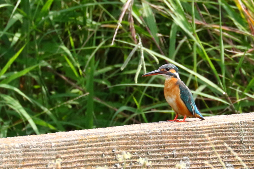 一番子無事育て終わる