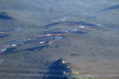 どんなお魚いるの？