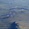 どんなお魚いるの？