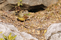 シベリアアオジ