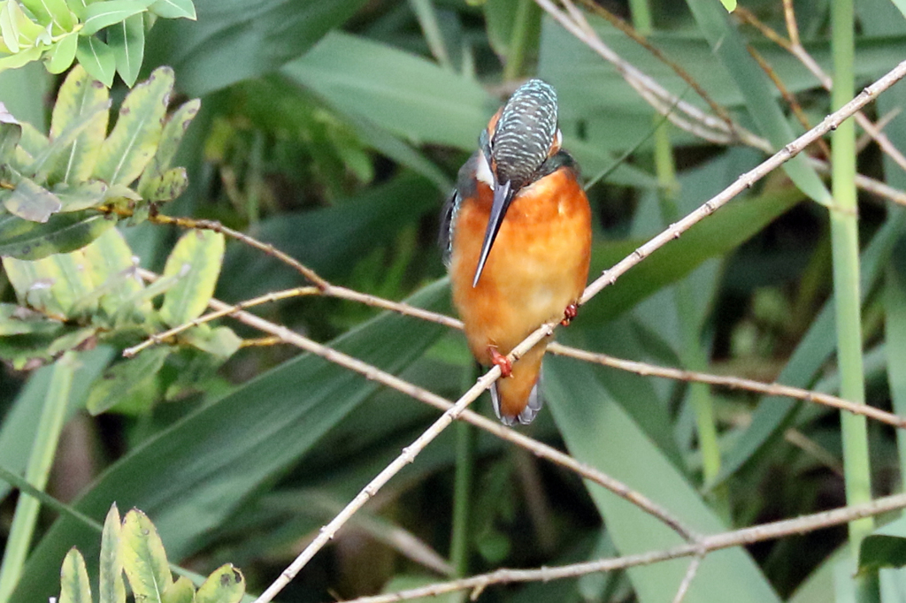 どれにしようか！