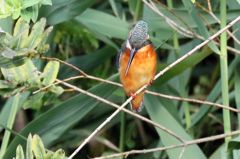 どれにしようか！