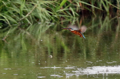 頑張っています