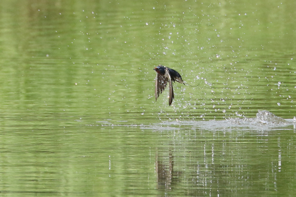ツバメも水浴び