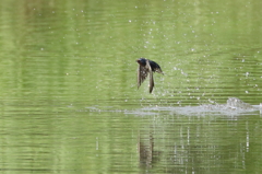 ツバメも水浴び