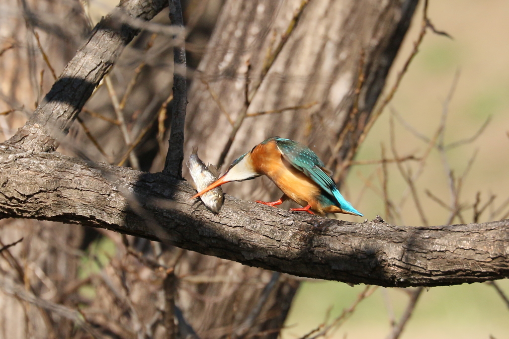 どうだ参ったか