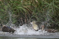 スプラッシュ、ストレス解消。