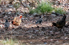 コジュケイと共に