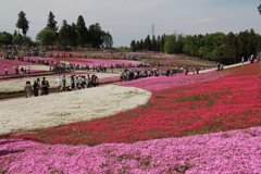 秩父の羊山公園