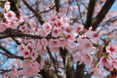 桜、綺麗でした