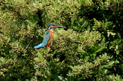 ピラカンサをバックにハイポーズ！