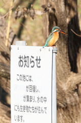 池のお魚