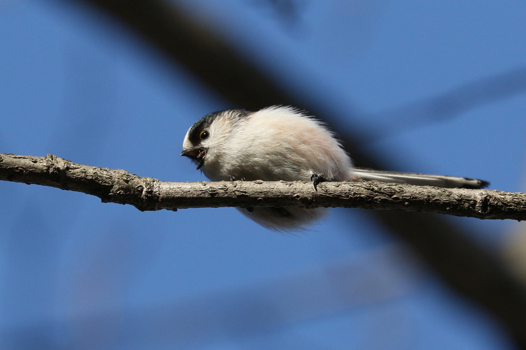 真ん丸のエナガ