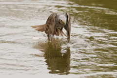 水面に何かある？