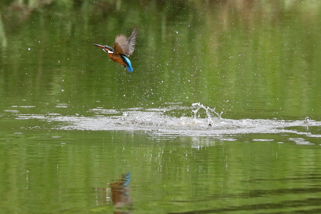 カワちゃんの水浴び