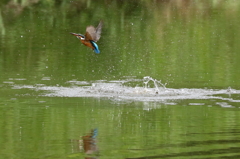 カワちゃんの水浴び