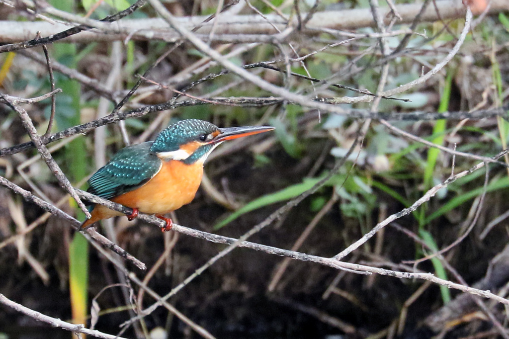 小魚探し