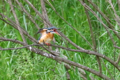 カ～　とは鳴かない。