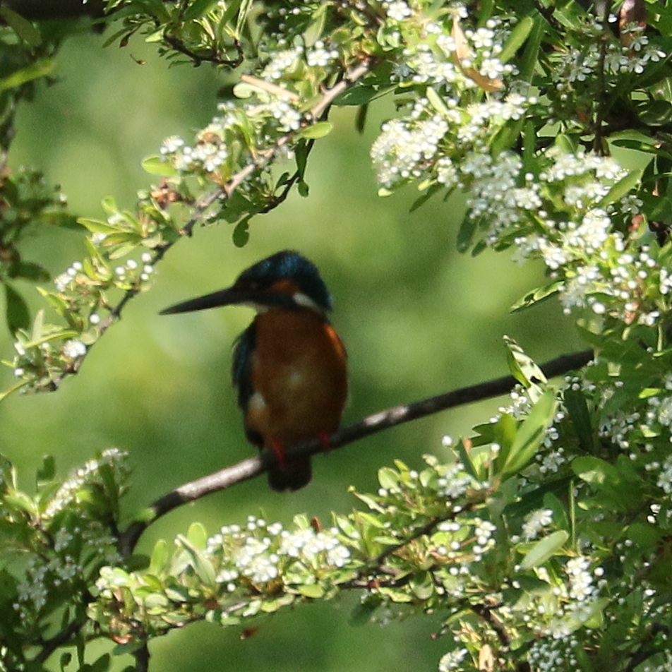 ソフトフォーカス