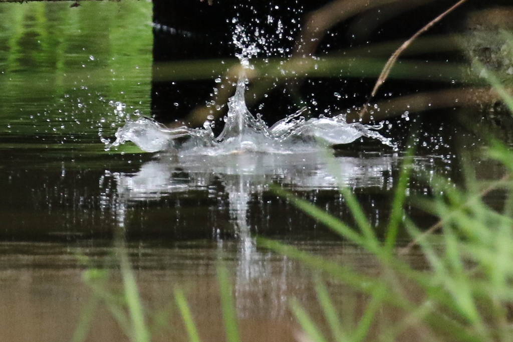 水飛沫のカワセミ？