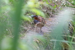 コジュウケイ幼鳥