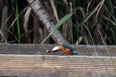 ザリガニ回し。