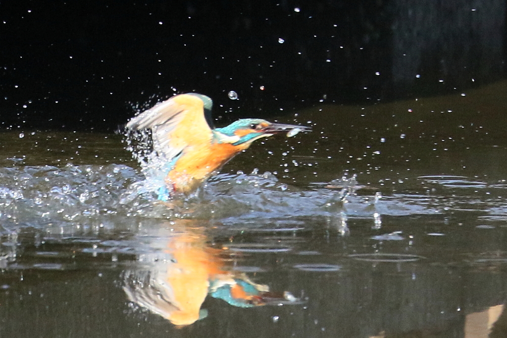 Case1被写体追従特性+１、速度変化に対する追従性を1