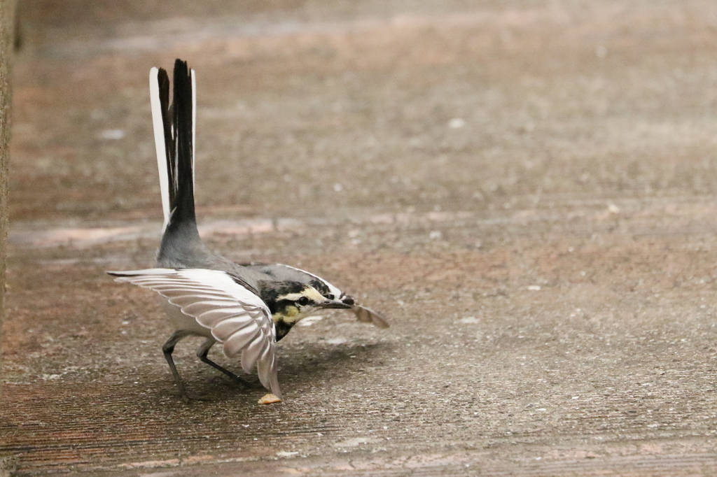 スタッ！どうだ
