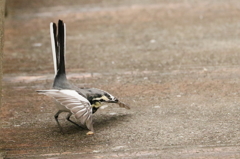 スタッ！どうだ