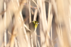 覗き見