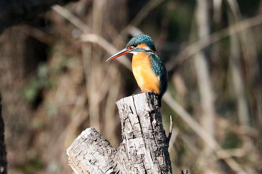 お久しぶり！池の彼女