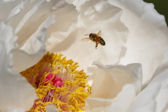 牡丹とミツバチ