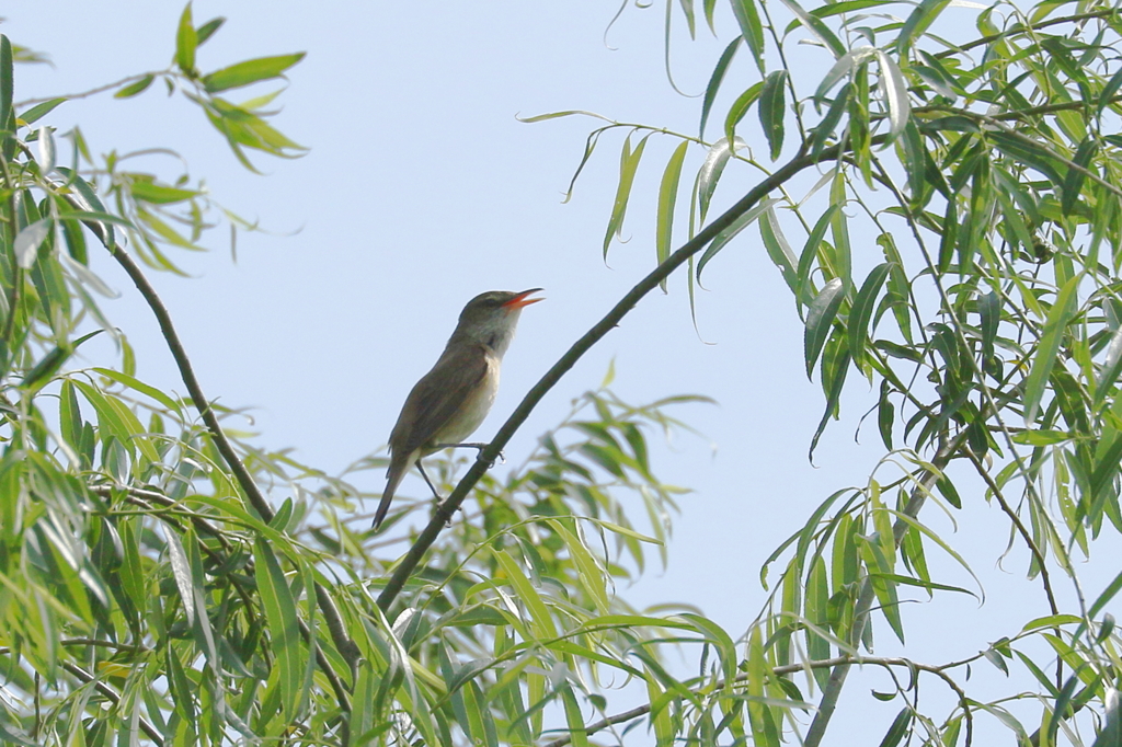 チョチョズー？