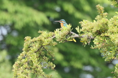 お立ち台からの狙い撃ち