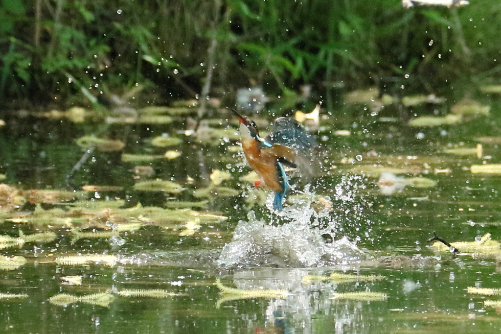 彼女の勇姿もアップ！