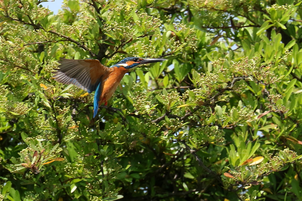 ピラカンサとともに。