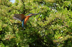 ピラカンサとともに。