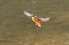 ﾎﾊﾞﾘﾝｸﾞ