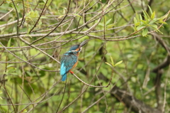 カワセミの遠吠え