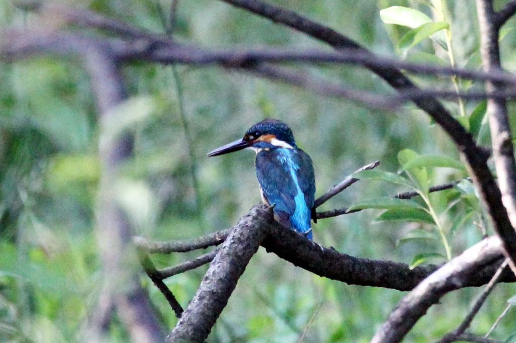 初めまして、新しいカワちゃん
