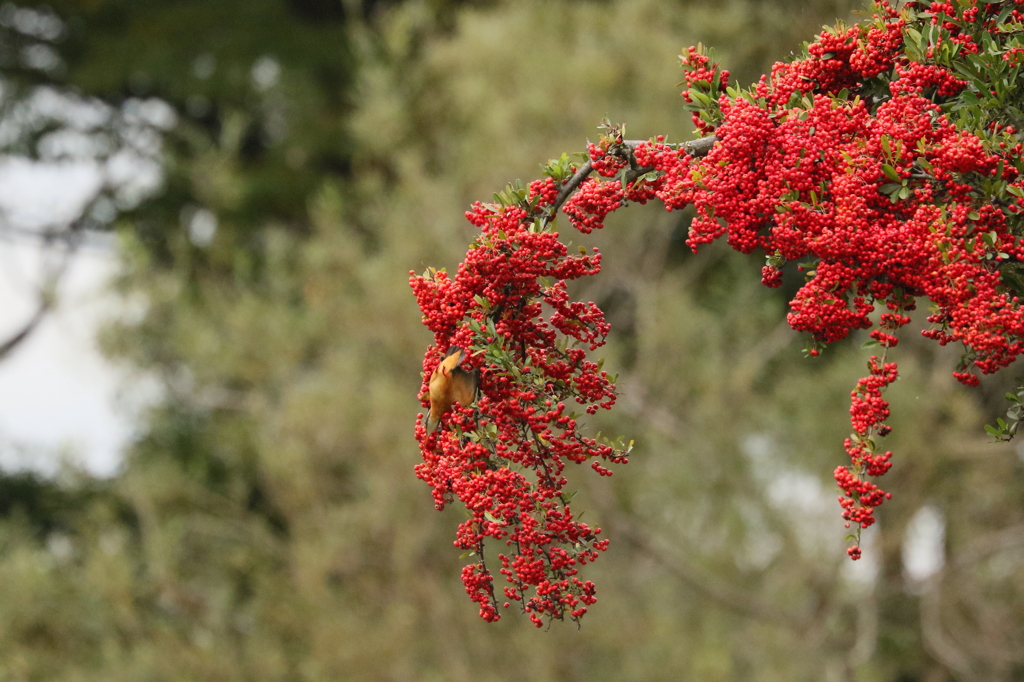 ピラカンサ隠し絵