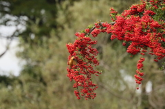 ピラカンサ隠し絵