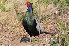 いつ鳴こうかな！