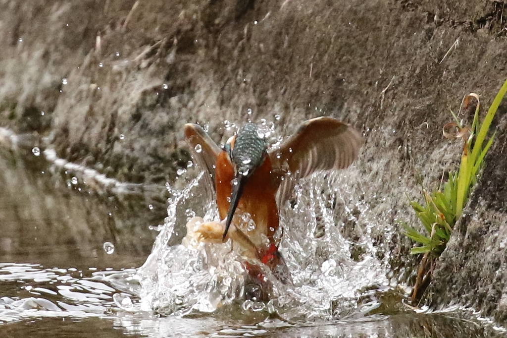 姫、隣の池で奮闘中