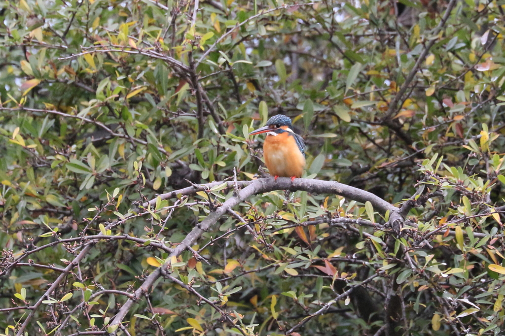 お魚くるかなあ