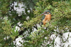 青いピラカンサ