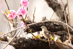 お花見かな