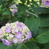 紫陽花